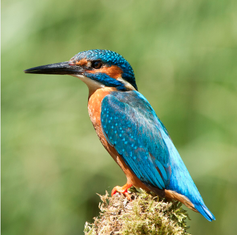 ���������� ���������