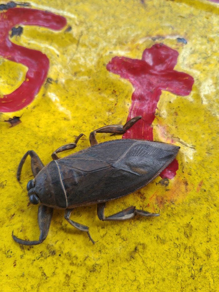 ���� ������� ��� ��� ������� ����, ������. 