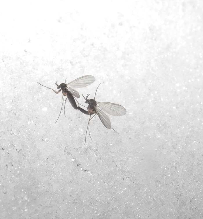 ������ ������������� Mycetophilidae, ��������� ��� ����������� +1°� � ���� - � ������� ������������!