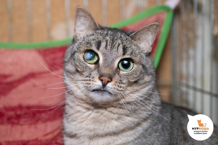 ����� ��������, 9 ���, ������� �� �����.