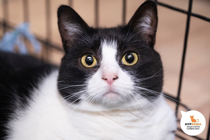 ����� ������ ��������, 4 ����, ������� �� �����.