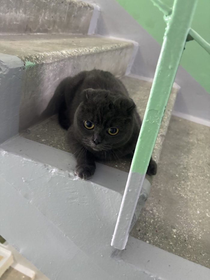 Найдена кошка, Нефтеюганск, Потеряшка. Кошка найдена, ВСЕ СПАСИБО!