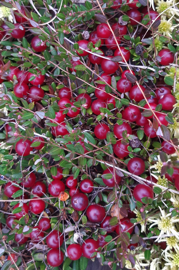 ���� �. ���������.