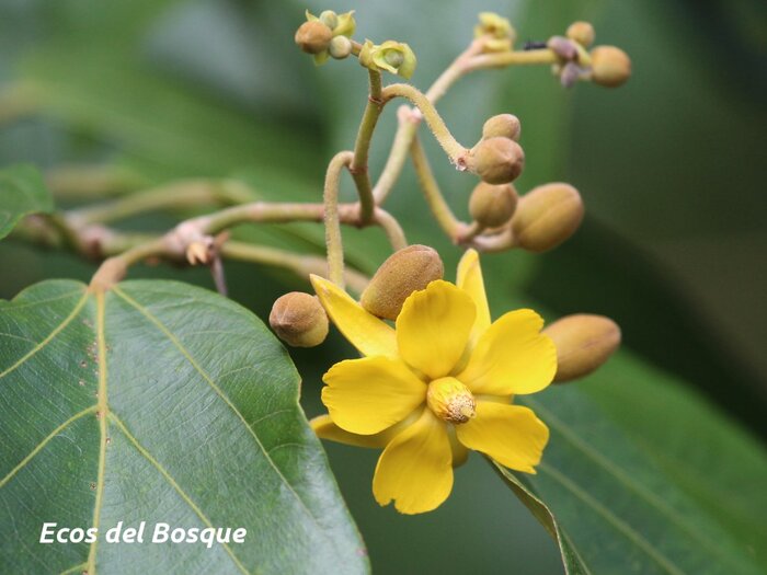 ������ ������. ���� � ����� ecosdelbosque_com.