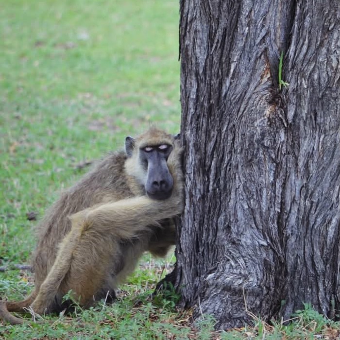 ��� �����, ��� � ������