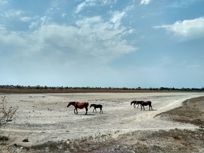 Дорога с города до Татарской бухты около 30 минут пешком через такую солончаковую степь.