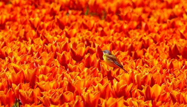 � ��������������� ����������� ���� (���������) � �������� ���������� - ��� ������ ����-����, ����� ���� �� �������. ��������, ��� �� ���������� � ��� �� ��������... �� ���������... 