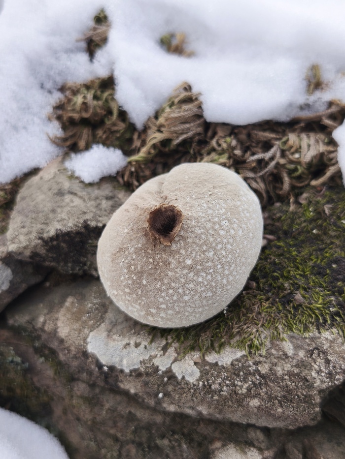 Дедушкин табак