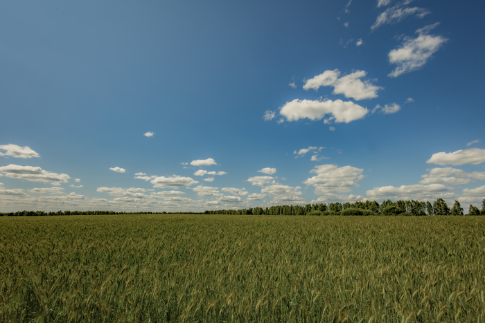 Июльская рожь