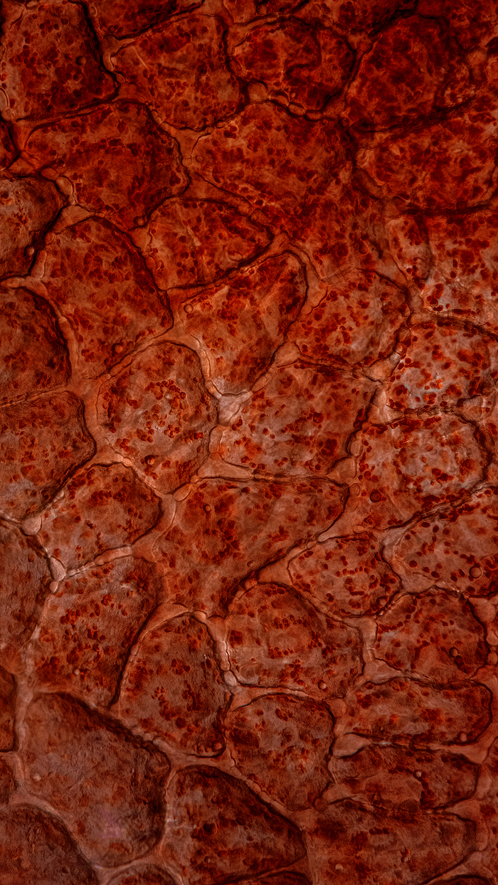 Экзокарпий