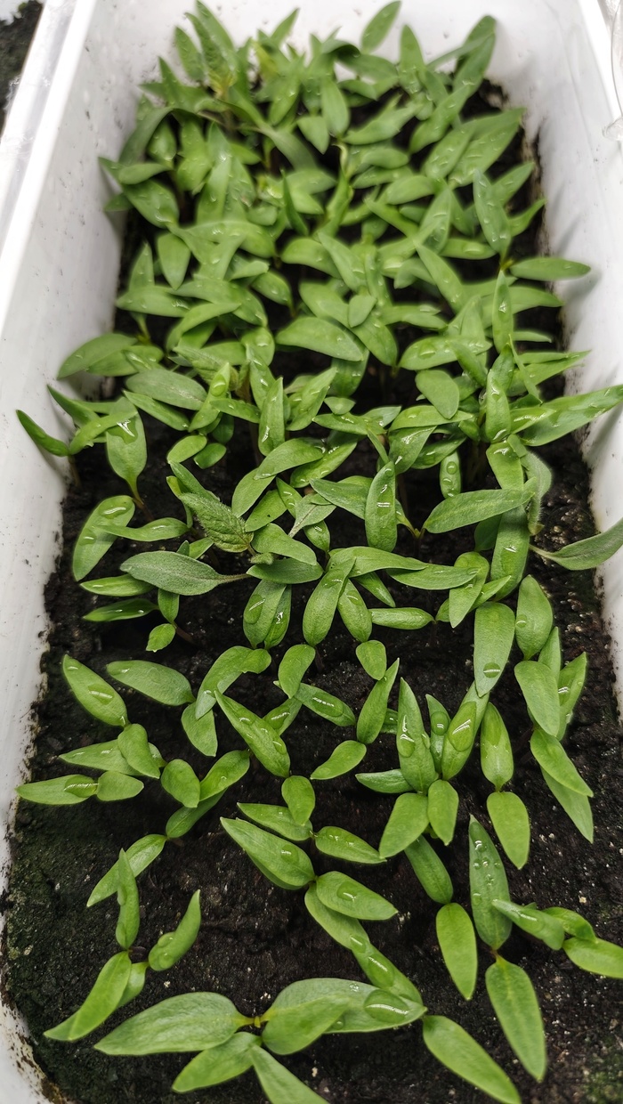 ������ �����, ��������� ������� ����������