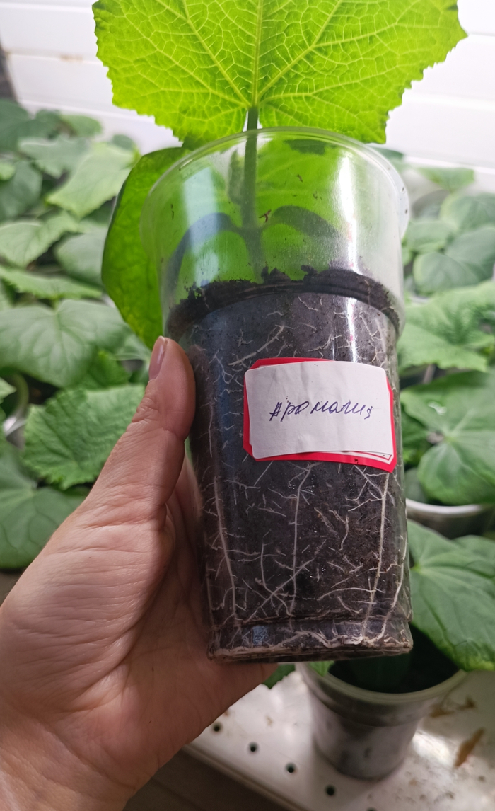 ����� �������� ��������. ����� ��� ���������. ����� ����� ��������� ��������� ������������, ���� ������ ����������