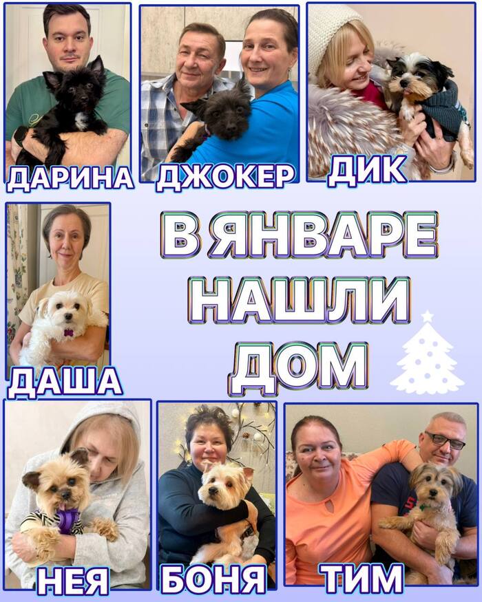 РУБРИКА «ИОРКИ ДОМА»