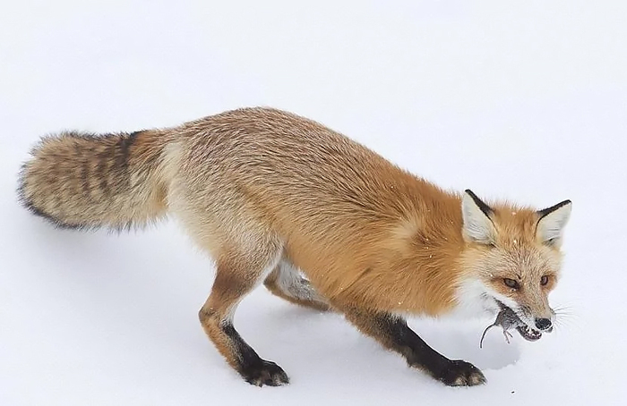 ��� ��, �������� ��� �������� ������