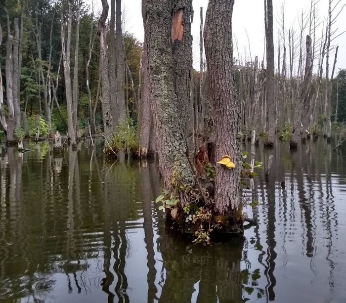 Затопленный лес