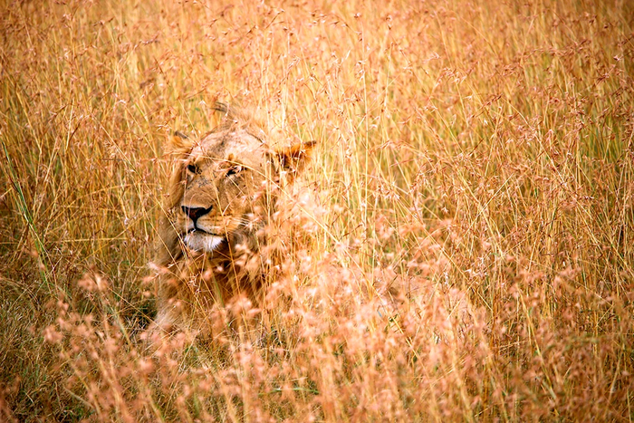 У львов немного другая среда обитания. Доминация оранжевого.