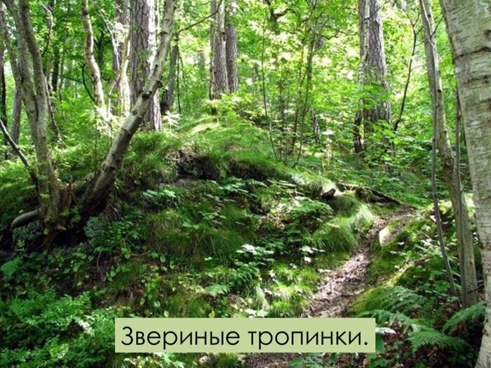 Звериная тропа может выглядеть так.
