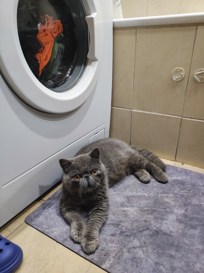 Просто мой котэ