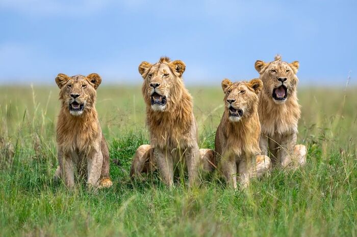 ����� ���������