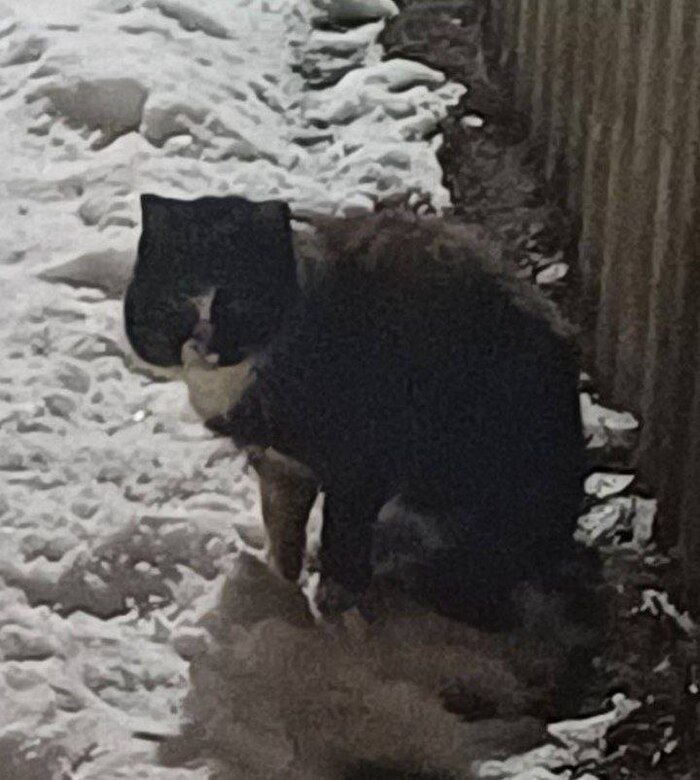 ������ ���� �������