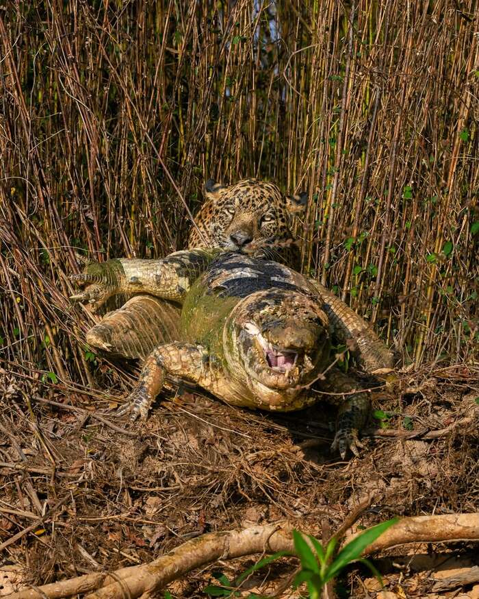 �����-�� � �������