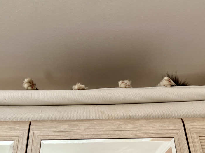 ������ ����. ����������� ����.