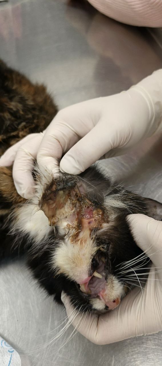 ����� ������ � ��� ������, ����������