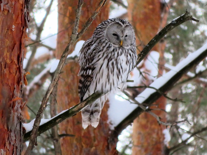 �������� ��� ����� �� �����: <!--noindex--><a href="https://pikabu.ru/story/dlinnokhvostaya_neyasyit_13675985?u=https%3A%2F%2Fdzen.ru%2FBirdman&t=https%3A%2F%2Fdzen.ru%2FBirdman&h=632c0cfa3674fa551d720d7d56d0925aff3ba6b9" title="https://dzen.ru/Birdman" target="_blank" rel="nofollow noopener">https://dzen.ru/Birdman</a><!--/noindex--> 