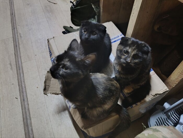 ���������. ���� ��� ����� �� ���� ���. ��� ������� ����������