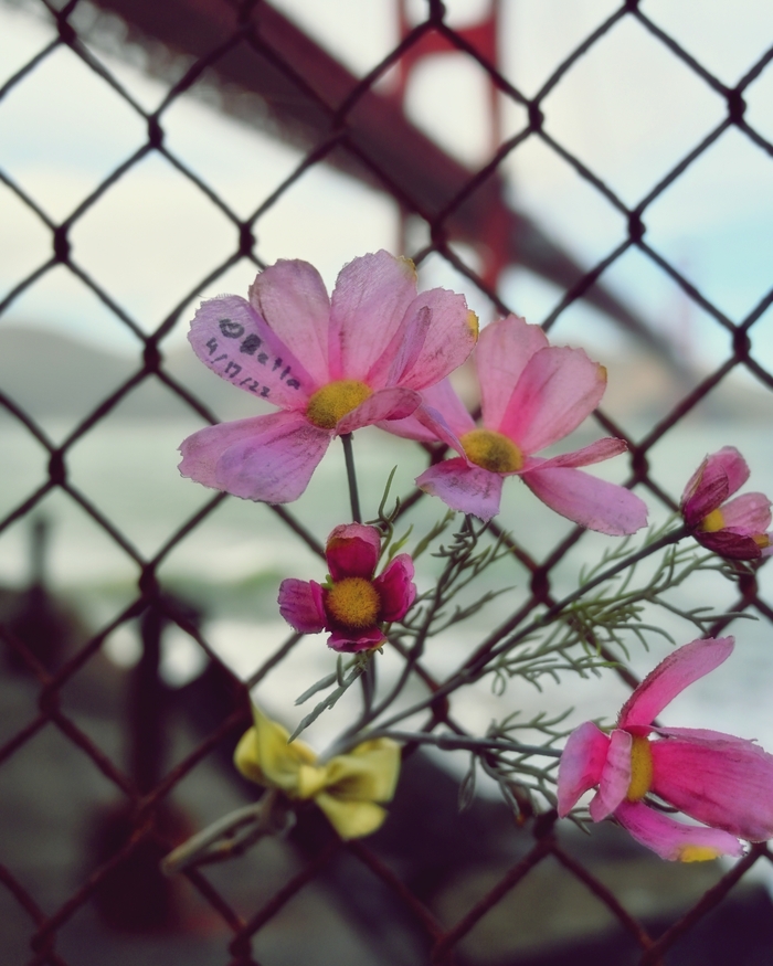 �����, ������ � ������