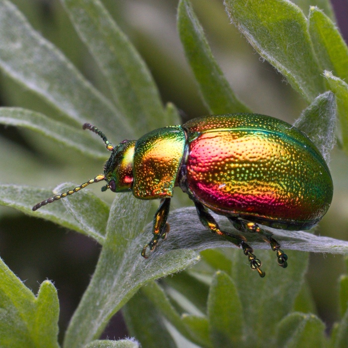  ������� �������� (���. Chrysolina graminis)