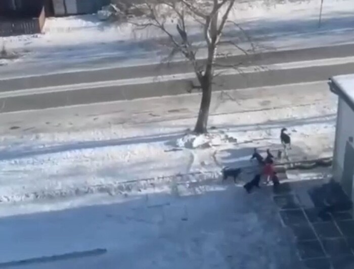 ����� ��� <a href="https://pikabu.ru/story/vstretili_agressivnyikh_sobak_mimimi_i_khakhakha_13679574?u=https%3A%2F%2Fwww.google.com%2Famp%2Fs%2Fvse42.ru%2Famp%2Fnews%2F33628767&t=%D1%81%D1%83%D1%80%D0%BE%D0%B2%D0%B0%D1%8F%20%D1%80%D0%B5%D0%B0%D0%BB%D1%8C%D0%BD%D0%BE%D1%81%D1%82%D1%8C&h=0e49b5faaf2d90a11b29f380bb63e65f0de5c41d" title="https://www.google.com/amp/s/vse42.ru/amp/news/33628767" target="_blank" rel="nofollow noopener">������� ����������</a>