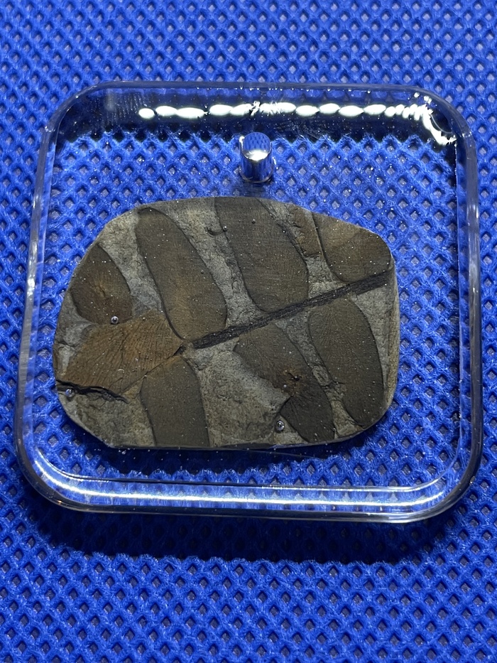 ������� ���� ������������� ����������� ���� ������������. ������������ � ������������ ���, ��������������� ������� (������) 298-358 ��� ��� �����.