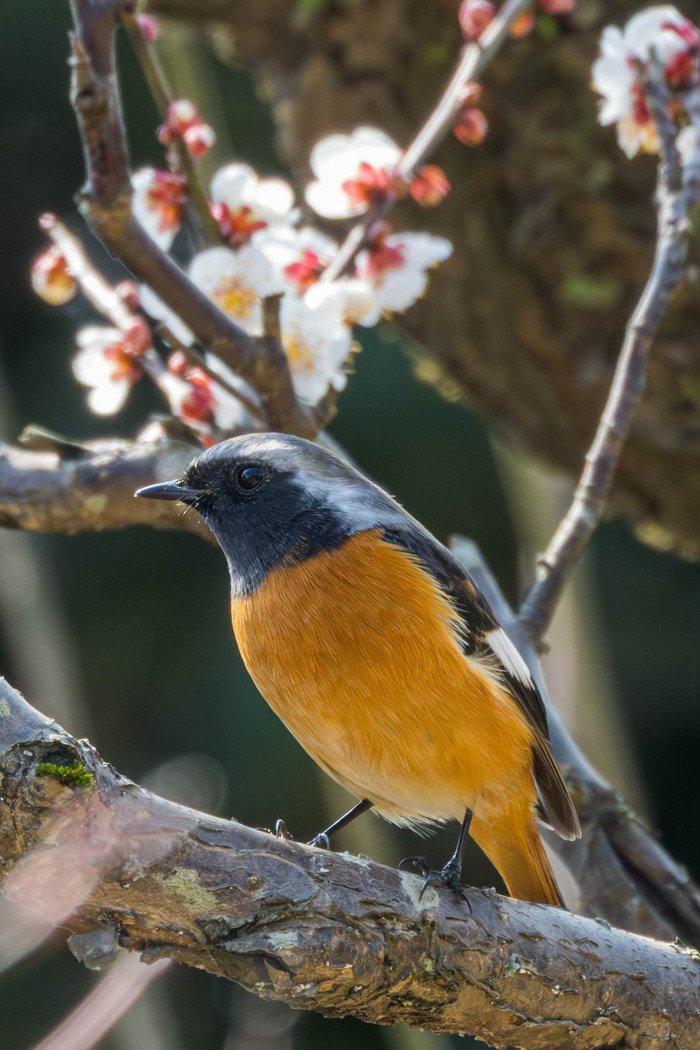 (���� �� �������� ��� ������� ��������)