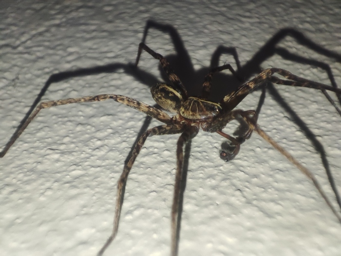 ����-�������, ������� �������� � ��� �������