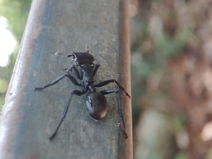 ��������� �������. ����� ����������� � ������ ����� ��������.