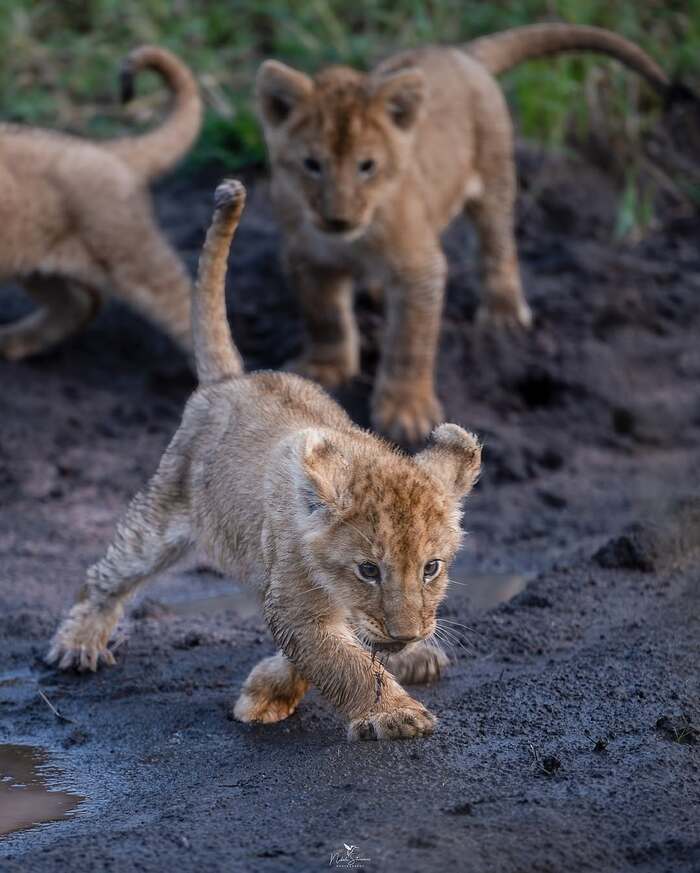 Любопытство