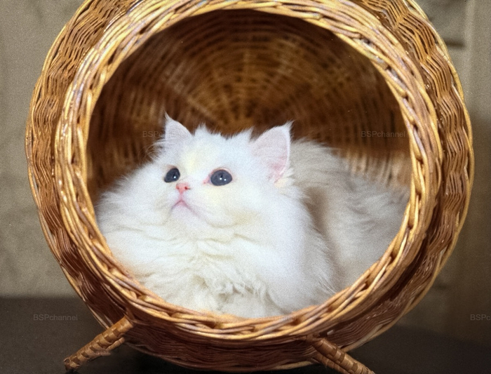 ��������: ���� �����������