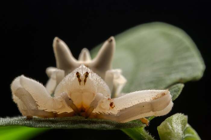 Epicadus heterogaster.