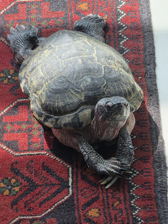 тросточки не хватает...