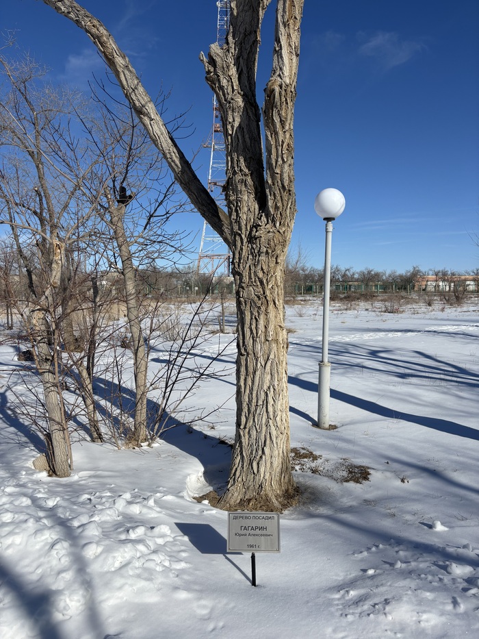 Дерево посаженное Гагариным.