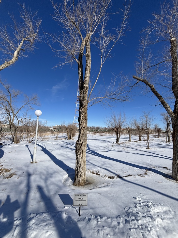Дерево посаженное Титовым.