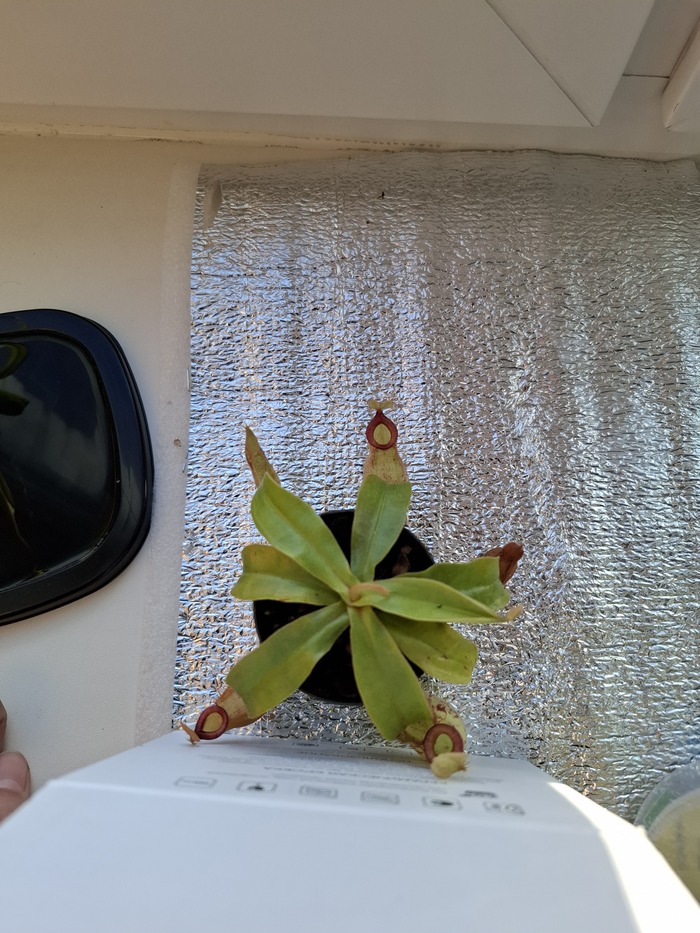 Новый кувшин тот что сверху слева