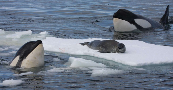 ��� � ���, ������� ������ �����!