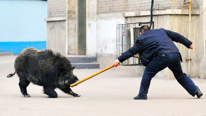 Когда твой начальник, Кабан Кабаныч, хочет загрузить тебя новыми задачами прямо перед Новым годом, но ты уже готов драться за свою свободу.