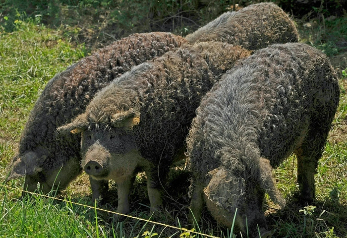 Ген MC1R, который у диких кабанов отвечает за характерный камуфляжный окрас, у пятачков сейчас имеет целую кучу вариаций, что внешне проявляется как белый, пятнистый, рыжий, чёрный и прочие окрасы.