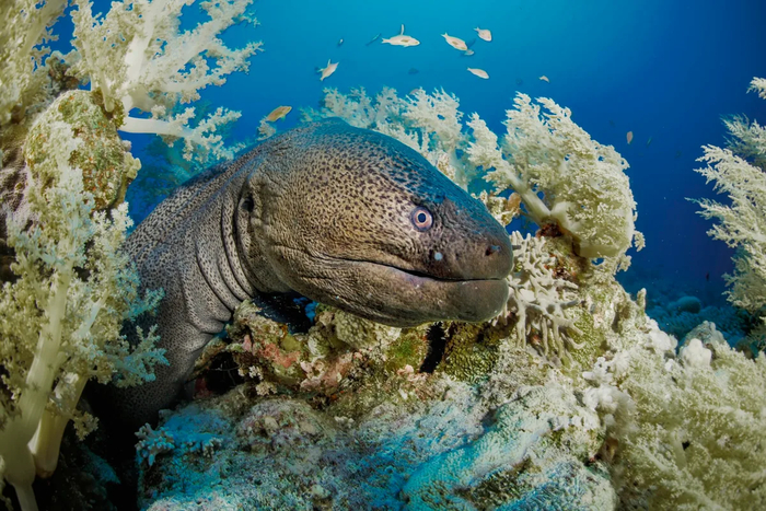 ����� ����������� �����, ������� �������� ������ ������������.