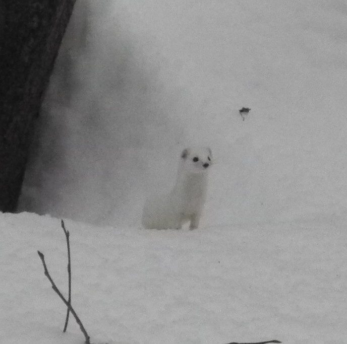 Но все закончилось мирно. Фотография сделана в Нижнем Новгороде