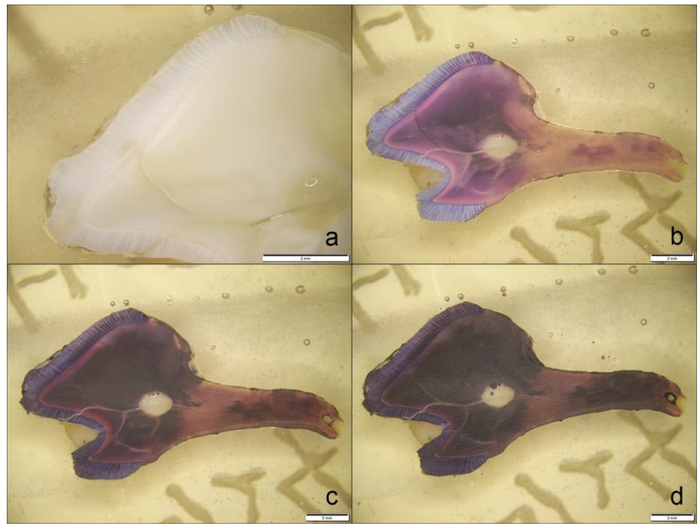 ��� ���������, ������������ ������������������ �����������