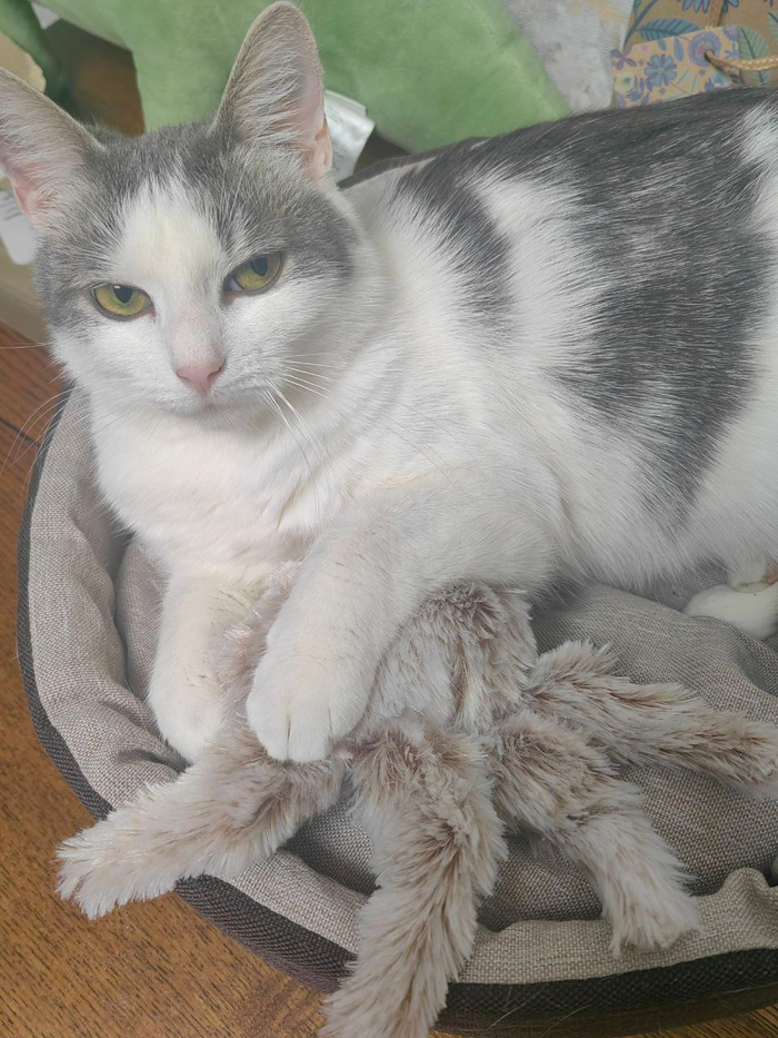 Моя кошка - деспот